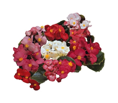 Picture of Begonia - Ambassador Mix Pellets F1